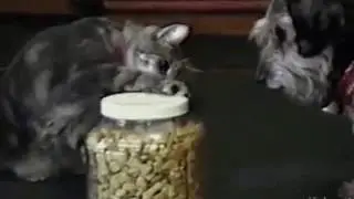 УМА   ПАЛАТА
