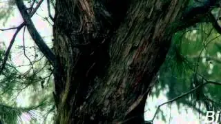 Syberian Beast meets Mr.Moore - Wien (Music Video)