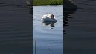 Лебедь