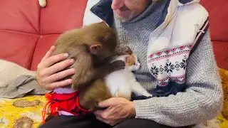 Вот оно ЛЮСЬКИНО СЧАСТЬЕ! Люська увидела котят и включила ЗАБОТУШКУ!