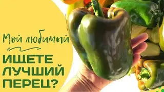 Какой перец можно вырастить в 2022 г.? Урожай моего перца в 2021 г. Сорта