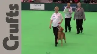 Inter-regional Obedience - Class C Pt 1 - Crufts 2012
