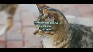 Интересные факты о кошках. Часть 8. #кошки #cat #кошка