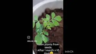 Neem plants from seeds.