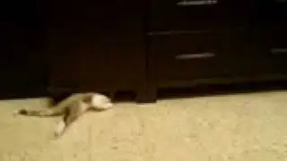 Flexible cat