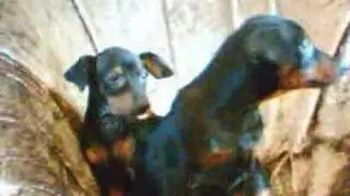 Pinscher-Mini Pinscher Helenka,Halinka Grotius