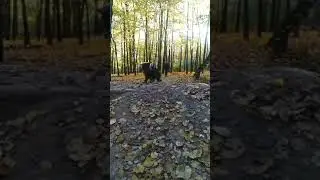 средний шнауцер - миттельшнауцер 