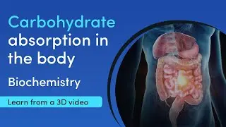 Starch (carbohydrate) digestion and absorption | MediMagic | 3D Video