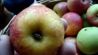 Apple varieties beauty of bath