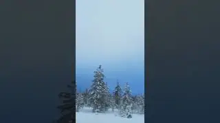 В движении 🐾