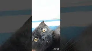 новый житель в нашей семье