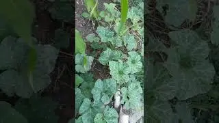 Pé de abóbora debaixo do Pé de milho