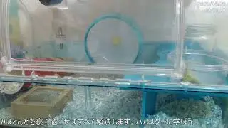 【24時間LIVE】ジャンガリアンハムスター ライブ放送