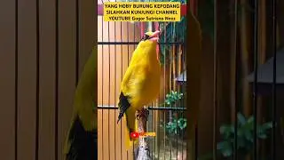 KICAU SUARA MASTERAN DAN PANCINGAN BURUNG KEPODANG EMAS GACOR  #shorts #gogorsutrisnonnzz