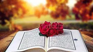 #SHERLAR 🍃🌱🌿Juda tasrli sher Bir bolakay hayoti🌿🌱🍃🍀