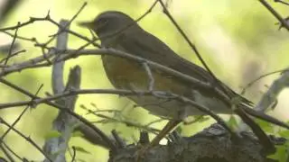 Eyebrowed Thrush - Turdus obscurus
