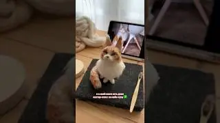 Котик из шерсти за 20 СЕКУНД ✨🐱 