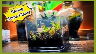 Let's Save these Plants