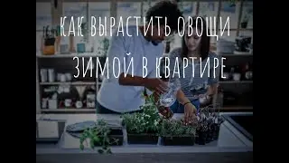 Как вырастить овощи зимой в квартире