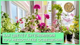 How Bougainvillea Blooms in Low Light Conditions