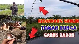 Mancing Ikan Kerandang Di Parit Sawit || casting Kerandang Kalimantan