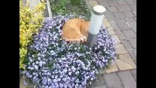 Рыжий кот по кличке Гарик )))
