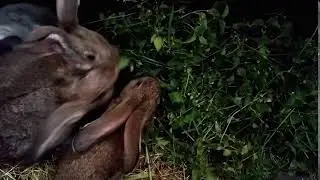 Rabbit Rabbits Animals Eating Kennel Fur Gray No Copyright Video