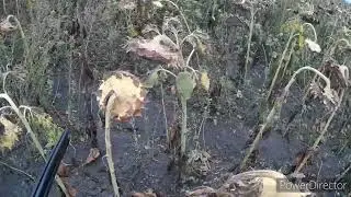 Трудовая охота на перепела...