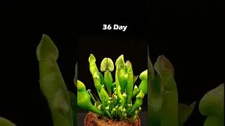 Carnivorous plants - Time lapse