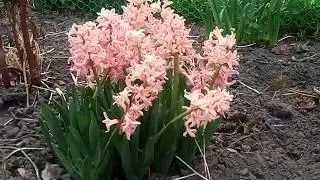 Май, Май, Май... Цветение Рябчика, нарциссов и тюльпанов