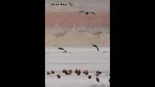 Angut Ördeği 🦢