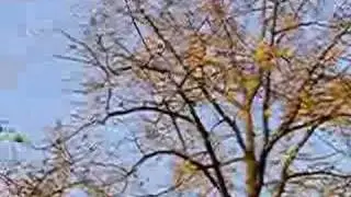 the birds