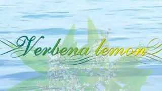 2024 All Time Favourite Essential Oils | 8 | Series 2 | HD