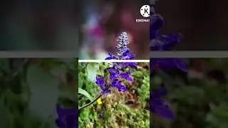 I dont know the name of this Flower !! #flower #nature #beautyofnature #phoneediting