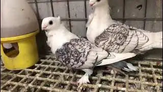 2 tane hazır yerli Hünkari  DİŞİLER