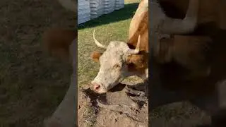 А кто вам помогает на стройке?🫢