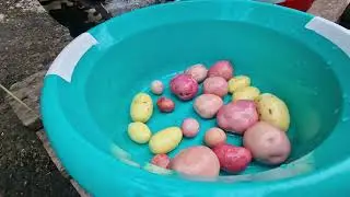 Cartofi noi și cârnați o delicatesă la Căsuța din Pădure!!