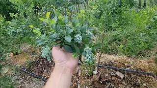 BLUEBERRY JUNE 21 / HOW TO GET A GREAT BLUEBERRY HARVEST