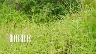 Butterflies (feat. Derric D’souza) teaser