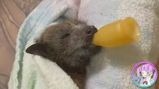 인간이 구한 이 귀여운 생명체는 사실 OO 입니다.