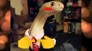 Jump In My Mouth Mouse-Kun || Furry Vore Memes