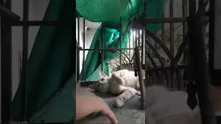 ORANGE KITTEN BEHAVIOR, FIRST SLAP HIS BROTHER THEN PLAY WITH A HAND😅😅😅