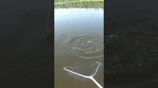 Щука на реке яйва  #рыбалка #щука