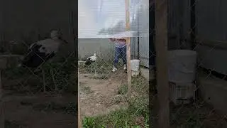 Укротительница тигров в клетке у Стасика