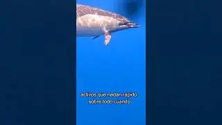 Delfines de España: el Delfín común (Delphinus delphis)