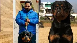 Rottweiler kennel,dehradun,kshitij Sharma(experience,quality,diet)
