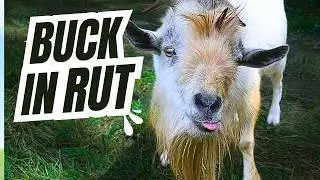 Breeding season at the homestead: Is your buck goat in rut?