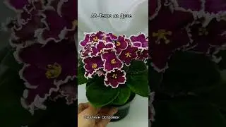 АВ-Тепло на Душе. Стандарт. 