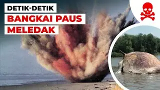 Kenapa Bangkai Paus Bisa Meledak #temansains