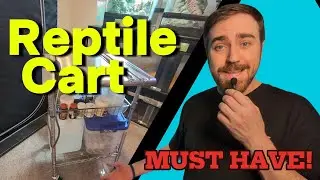 EASY Reptile Care with These Must Haves!